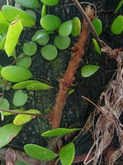 Davallia denticulata