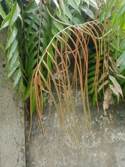 Stenochlaena palustris