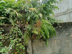 Stenochlaena palustris