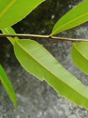 Stenochlaena palustris