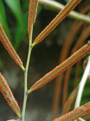 Stenochlaena palustris