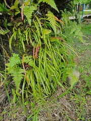 Haplopteris ensiformis