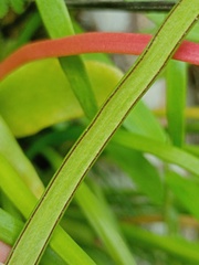 Haplopteris ensiformis