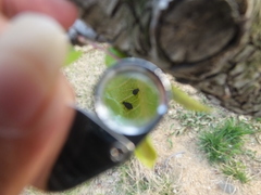 Myzus persicae