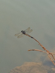 Ictinogomphus decoratus