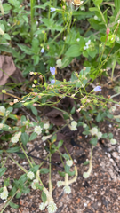 Wahlenbergia marginata