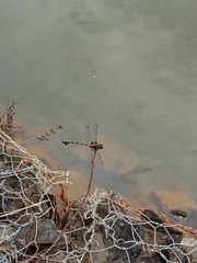 Ictinogomphus decoratus