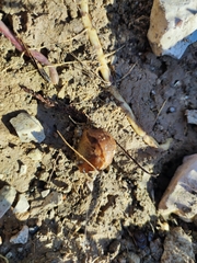 Drusia ibera