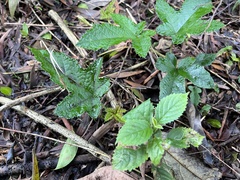 Rubus reflexus hui