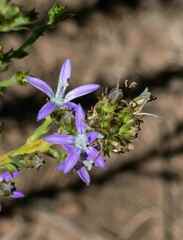 Wahlenbergia huttonii