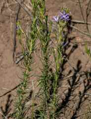 Wahlenbergia huttonii