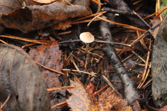 Mycena metata