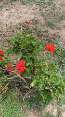 Pelargonium × hybridum