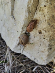 Drusia ibera