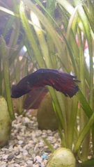 Betta splendens