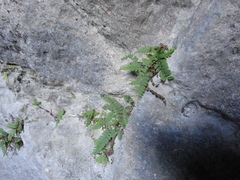 Polystichum craspedosorum