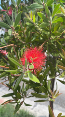 Melaleuca citrina