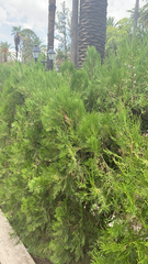 Platycladus orientalis