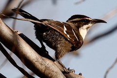 Pomatostomus ruficeps