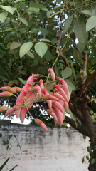 Erythrina crista-galli