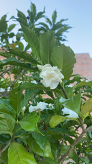 Gardenia jasminoides