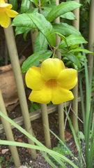 Allamanda cathartica