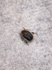 Tropinota squalida canariensis