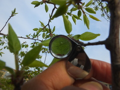Myzus persicae