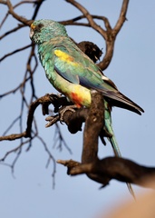 Psephotus varius