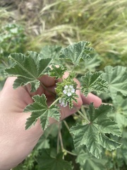 Malva parviflora