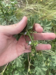 Malva parviflora