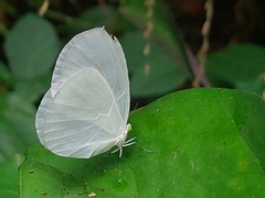 Pseudopontia paradoxa