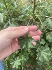 Malva parviflora