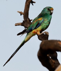 Psephotus varius