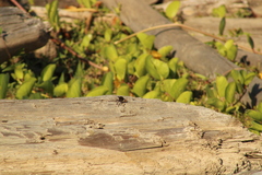 Archilestris magnificus