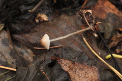 Mycena metata