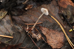 Mycena metata