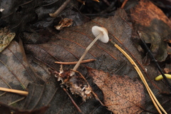 Mycena metata