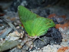 Charaxes eupale