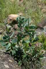 Protea subvestita