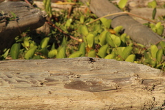Archilestris magnificus
