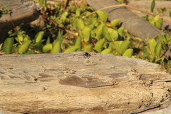 Archilestris magnificus