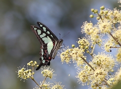 Graphium cloanthus