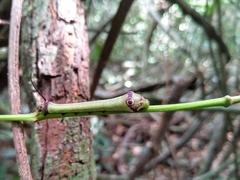Centroctena rutherfordi