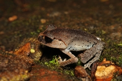 Leptobrachium hasseltii