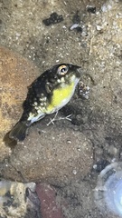 Chelonodontops patoca