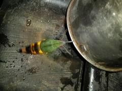 Atemnora westermannii