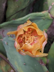 Opuntia