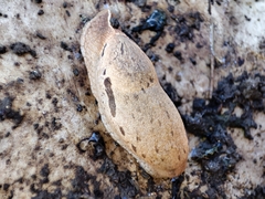 Drusia ibera