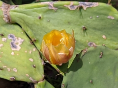Opuntia